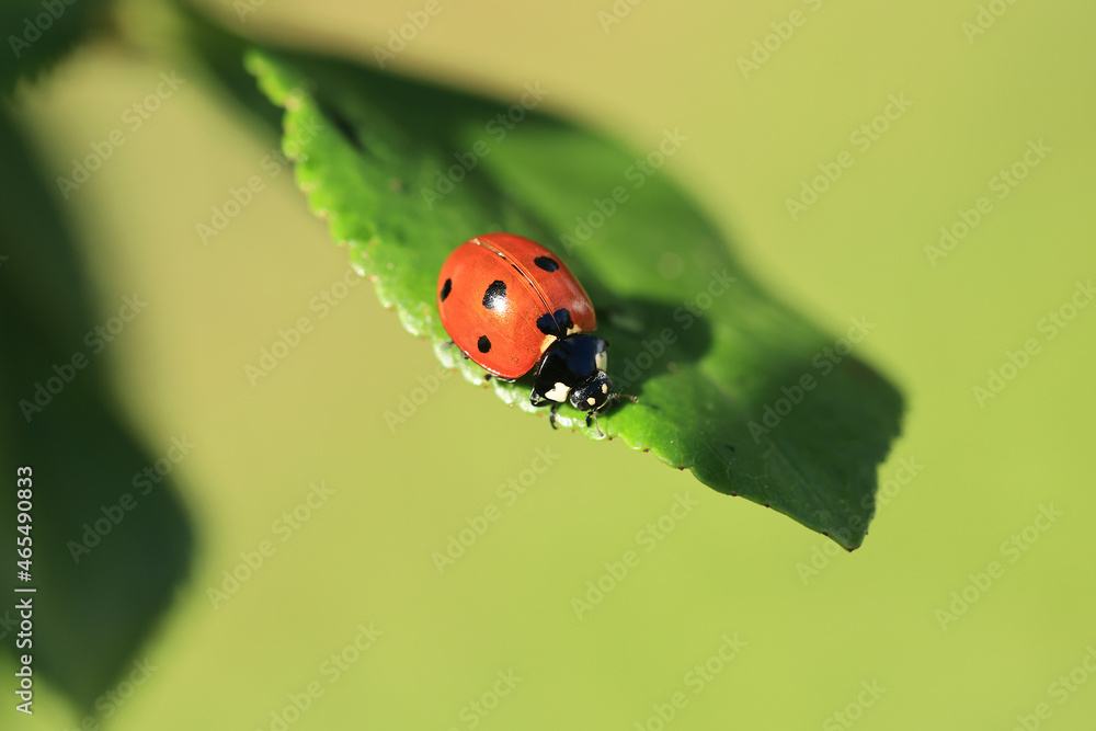 ladybug quickly crawls on a green leaf close-up. macro ladybug quickly crawls on a green leaf close-up. macro