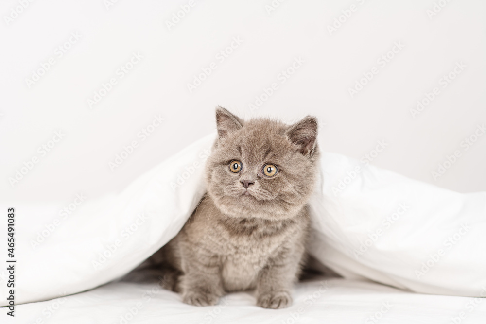 Little gray kitten looks out from under the blankets while lying on the bed