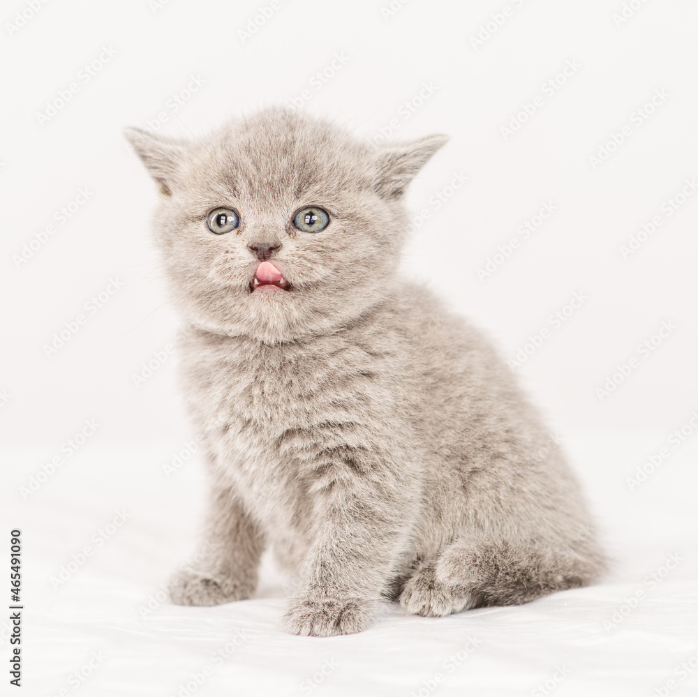 Little gray kitten looks to the side while standing on a white blanket Little gray kitten looks to the side while standing on a white blanket