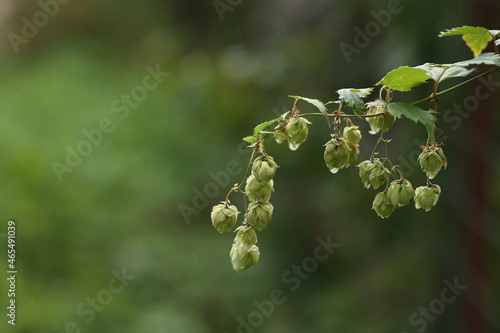 branch of hops with big cones in the contrasting sunset light