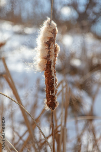 Fluff on the reeds in nature.