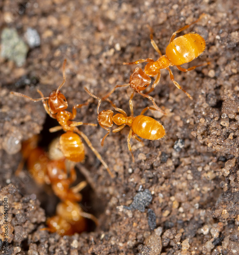 Yellow ants on the ground.