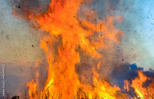 sugar harvest time called zafra