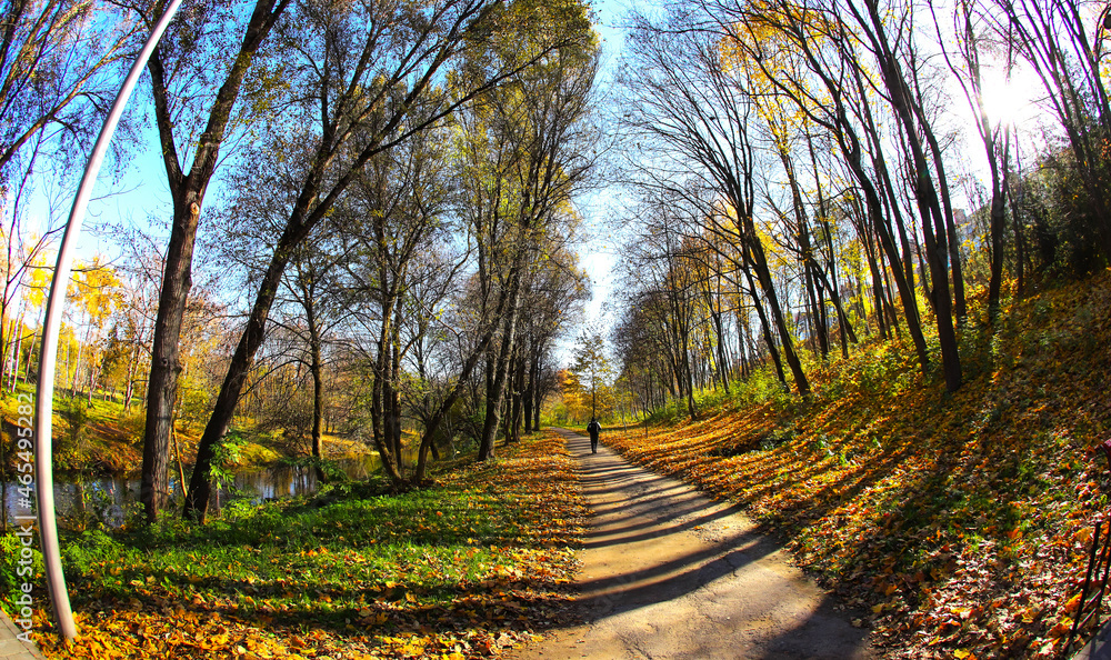 Fototapeta premium Autumn, a city park of deciduous trees, illuminated by sunlight and a golden yellow carpet of leaves.