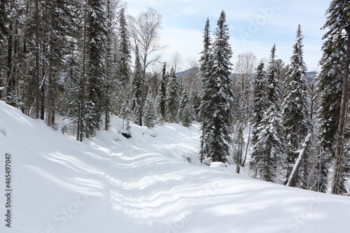 Snow trail to the mountain , Altai Republic, Russia