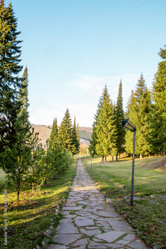 path from stones in the park, landscape of the road in the forest, vertical image. September weather. green grass and spruce, walk