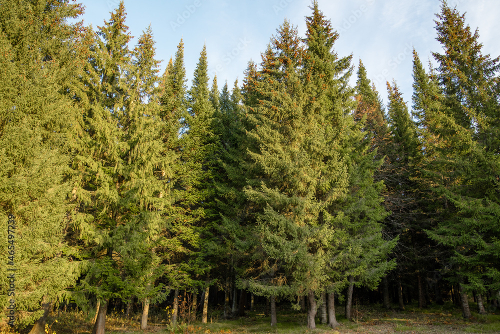 tall green fir trees against blue sky in autumn. beautiful landscape with fir trees tall green fir trees against blue sky in autumn. beautiful landscape with fir trees