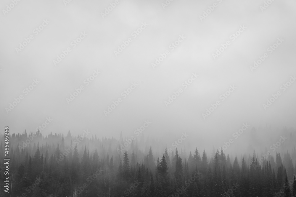 fog in the forest in cloudy weather. black white image of forest and fog