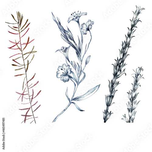 Wild flowers and grass drawing isolated on white background set for all prints.
