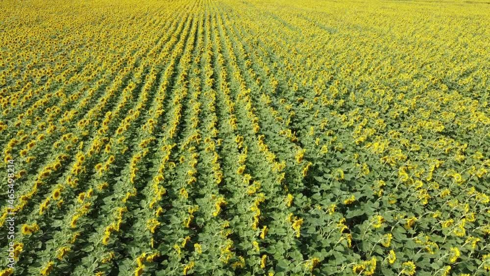 Sunflowers in a farmer's field are swaying in the wind. Sunflower field.
Sunflowers in a farmer's field are swaying in the wind. Sunflower field.