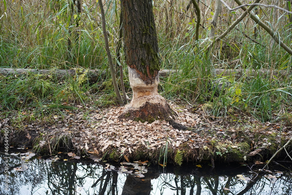 Obraz premium Großer Baum mit Biberverbiss am Wasser im Spreewald