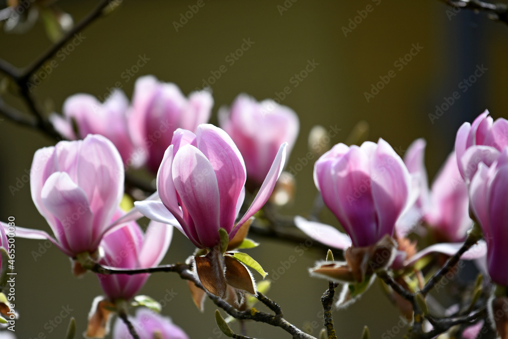 Fototapeta premium Magnolie