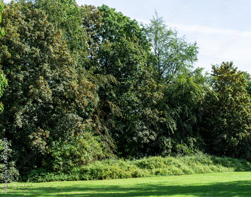 Fototapeta premium Landscape in park with trees, grass and blue sky