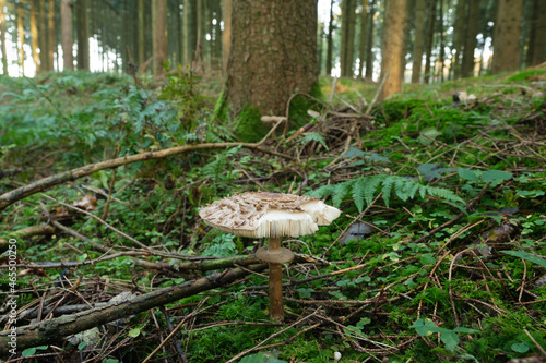 Ein Pilz im Wald, dahinter Nadelbäume und Farn photo