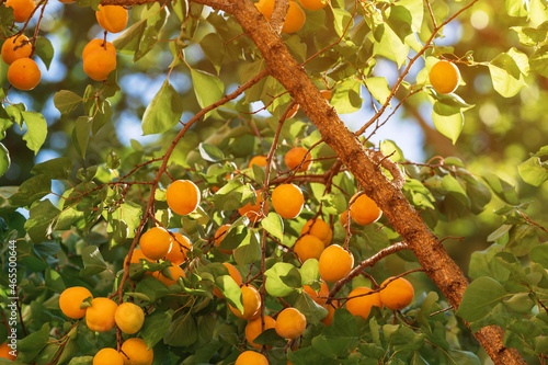Cuadro en lienzo Apricot tree with plenty of ripe fruit on the branches