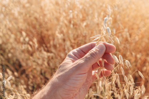 Farmer checking oats crops in field, close up of hand