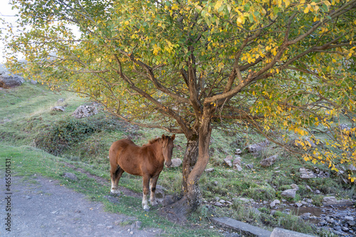 horse under a tree