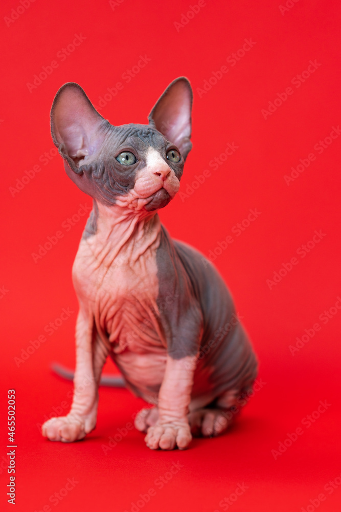Portrait of 7 weeks old blue and white Canadian Sphynx Cat sitting on red background. Male kitty questioningly looking up. Front view. Studio shot. Concept of Day of answers to your cat's questions.
