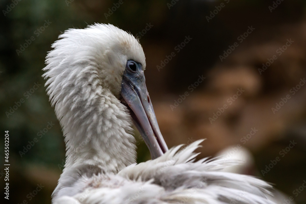 Obraz premium Oiseau Spatule