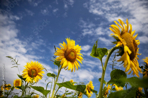 Sunflower flower sunshine on blue sky background