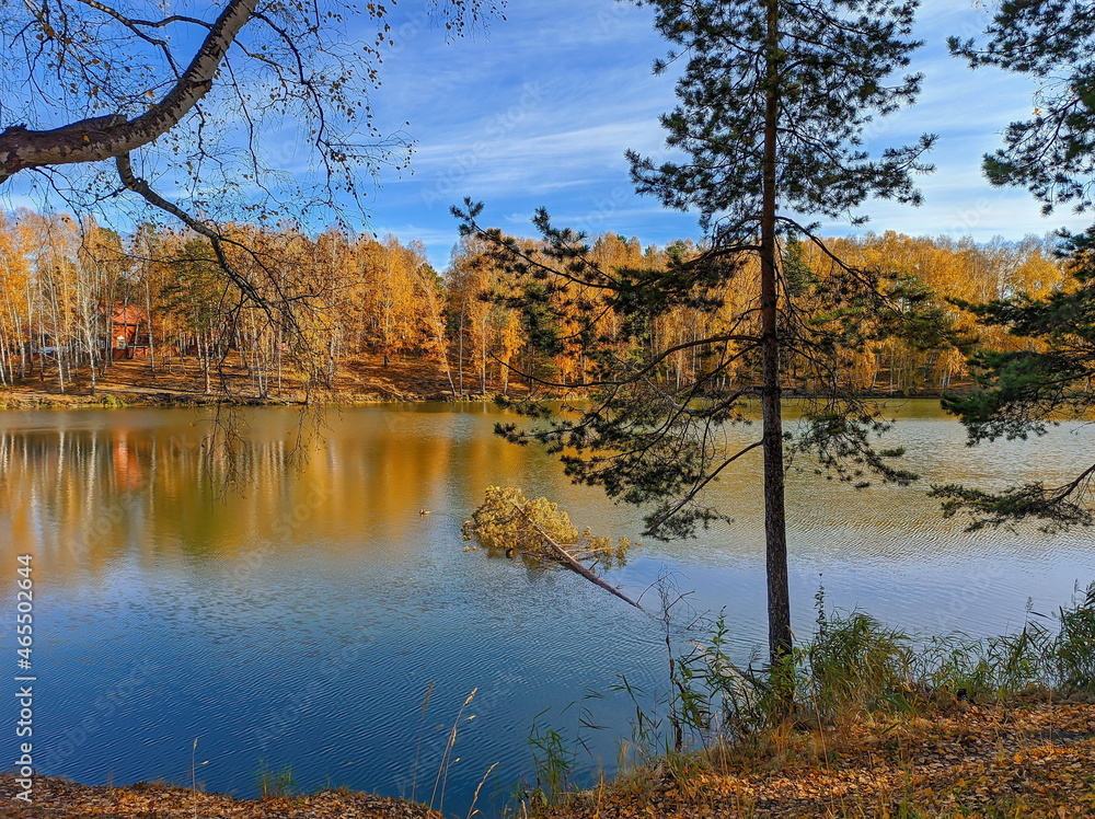 autumn lake during sunny day in siberia russia yellow trees