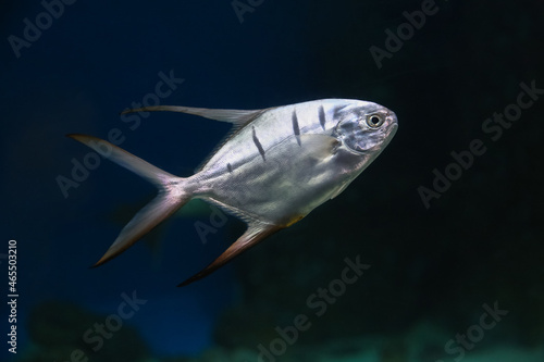 Fototapeta Naklejka Na Ścianę i Meble -  fish underwater in an aquarium (trachinotus goodei), background blur