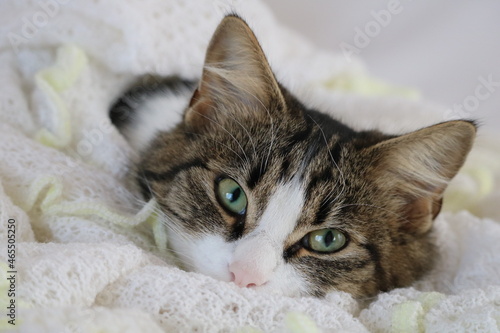 little kitten cuddling in the blanket