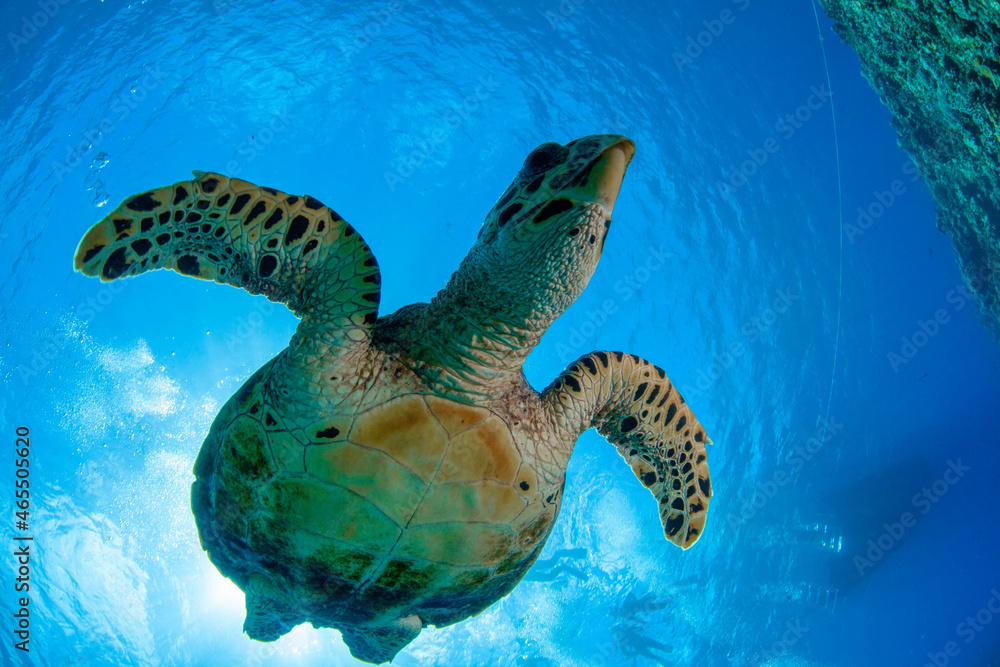 Obraz premium sea turtle swimming in the sea