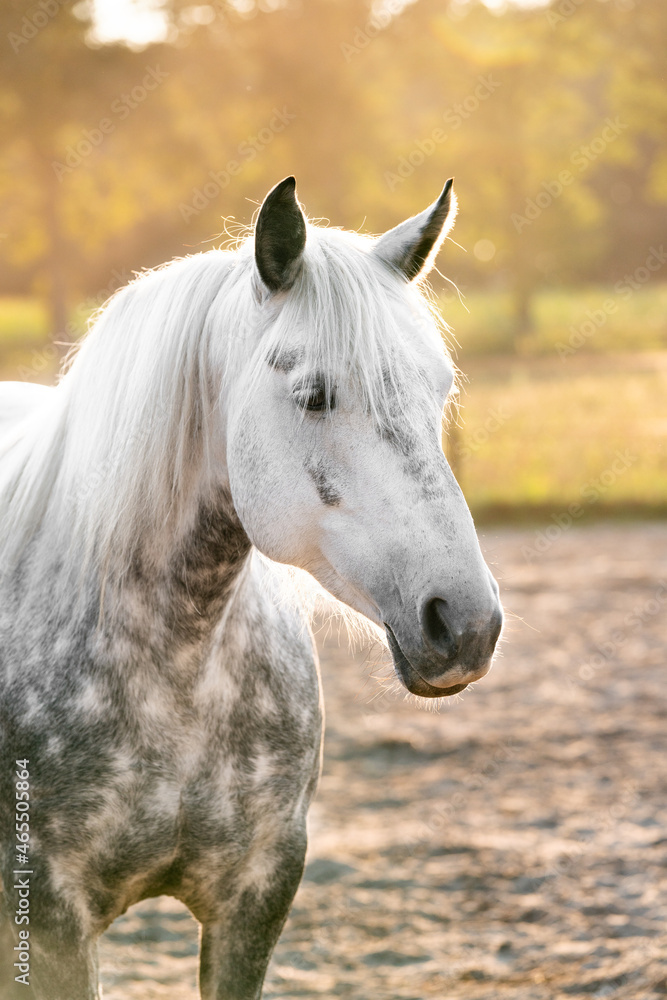 Obraz premium Beautiful grey horse pony with dapples covered in sunset sunlight with nice bokeh