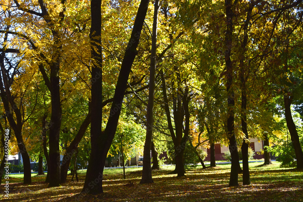 Naklejka premium Autumn in Karadjordjev Park Zrenjanin Serbia