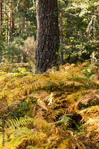 Wallpaper Mural fern forest between trees with autumn colors in the Sierra de Guadarrama in Madrid Torontodigital.ca