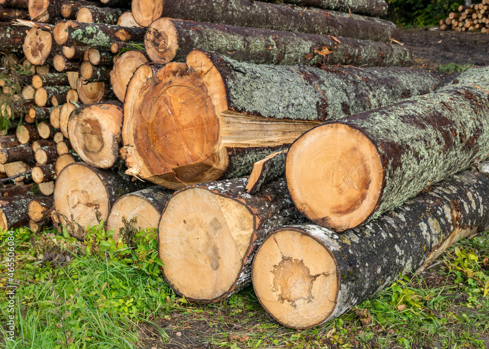 wooden logs on the side of the road, trees prepared for removal, timber extraction concept wooden logs on the side of the road, trees prepared for removal, timber extraction concept