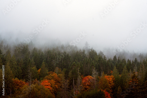 Foggy autumn forest on Pender Island, British Columbia photo