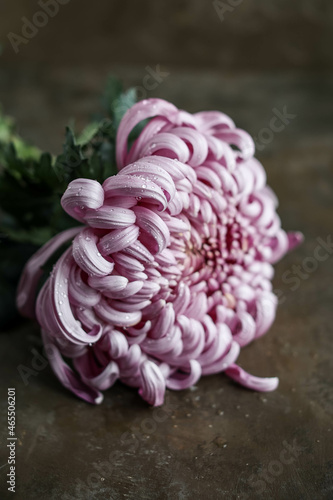 Photography A bud of a large pink chrysanthemum with sparkles and water drops on a dark brown background