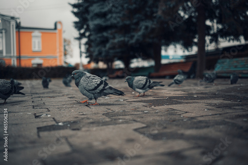 Wallpaper Mural Pigeons on street  Torontodigital.ca