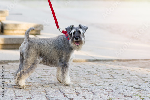 A small gray Scottish Terrier dog with a red leash and collar looks at the camera while walking on the city street. Horizontal format. Copy space