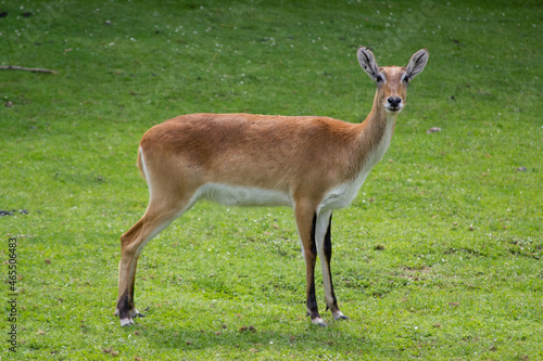 Fototapeta Naklejka Na Ścianę i Meble -  jelonek
