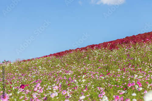 Wallpaper Mural コスモスと丘の上の赤いコキア Torontodigital.ca