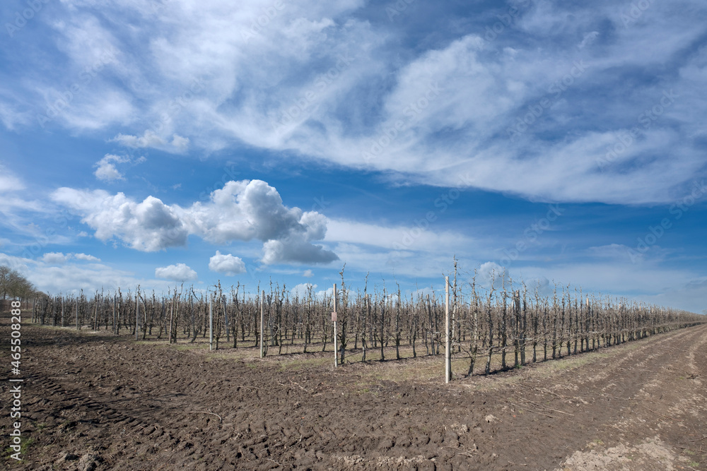 Orchard near Kraggenburg in the Noordoostpolder, Flevoland Province, The Netherlands