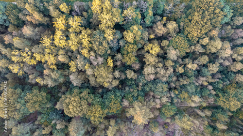 Aerial bird view over beautiful temperate coniferous forest over top of trees showing the amazing different green pine forest colors. Air hum, flying low over a dense forest landscape. High quality © Bjorn B