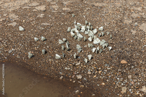 Black-veined White butterflies on the ground near the water. Aporia crataegi