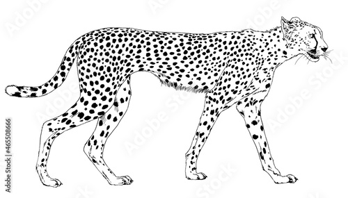 running Cheetah hand-drawn with ink on white background