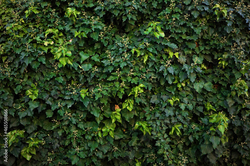 Green natural background of ivy leaves growing on a wall outdoors. Natural wallpaper creating calming background with structure of plant branches. Pattern of foliage in summer.