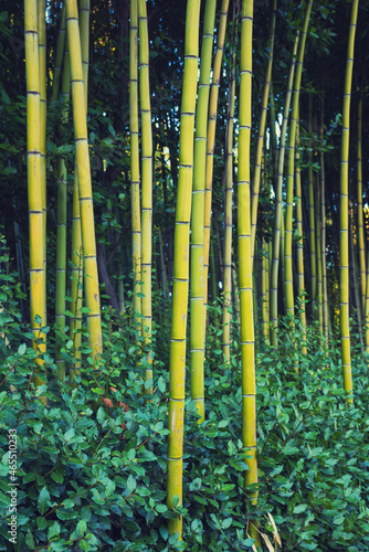 bamboo forest with tall canes