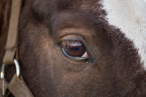 Horse head portrait close up. Closed eye detail. No stress  calm  tranquility
