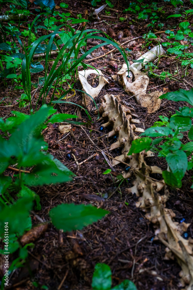 Fototapeta premium bone in the forest