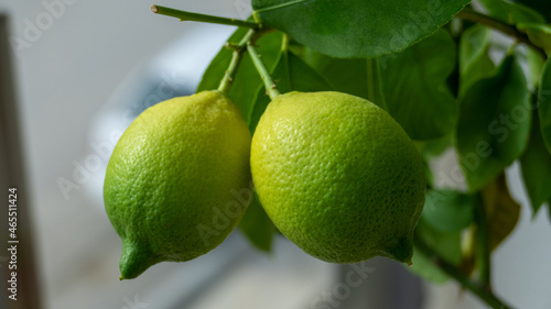 limes on the tree, lemons on the tree, citrus on the tree, twin limes, twin lemons