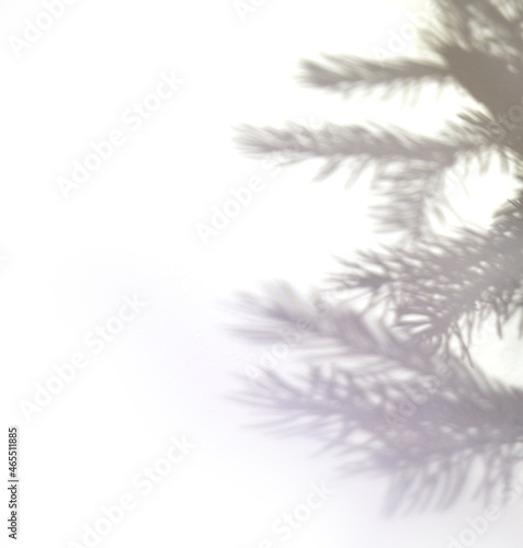 Shadow of fir tree on white background