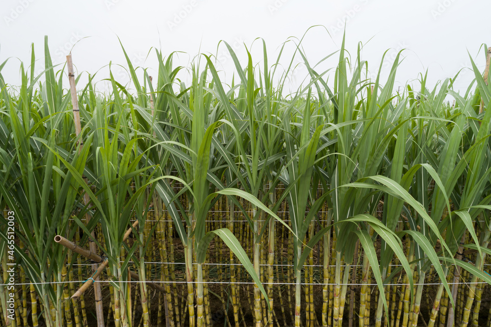 Obraz premium Aerial view of sugarcane plants growing at field
