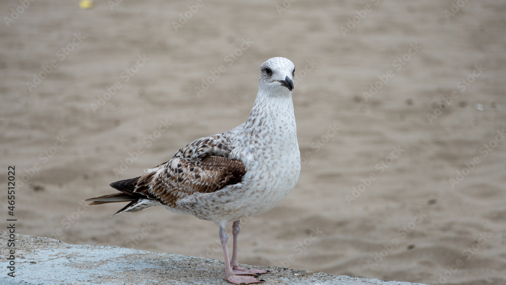 seagull on the beach seagull on the beach